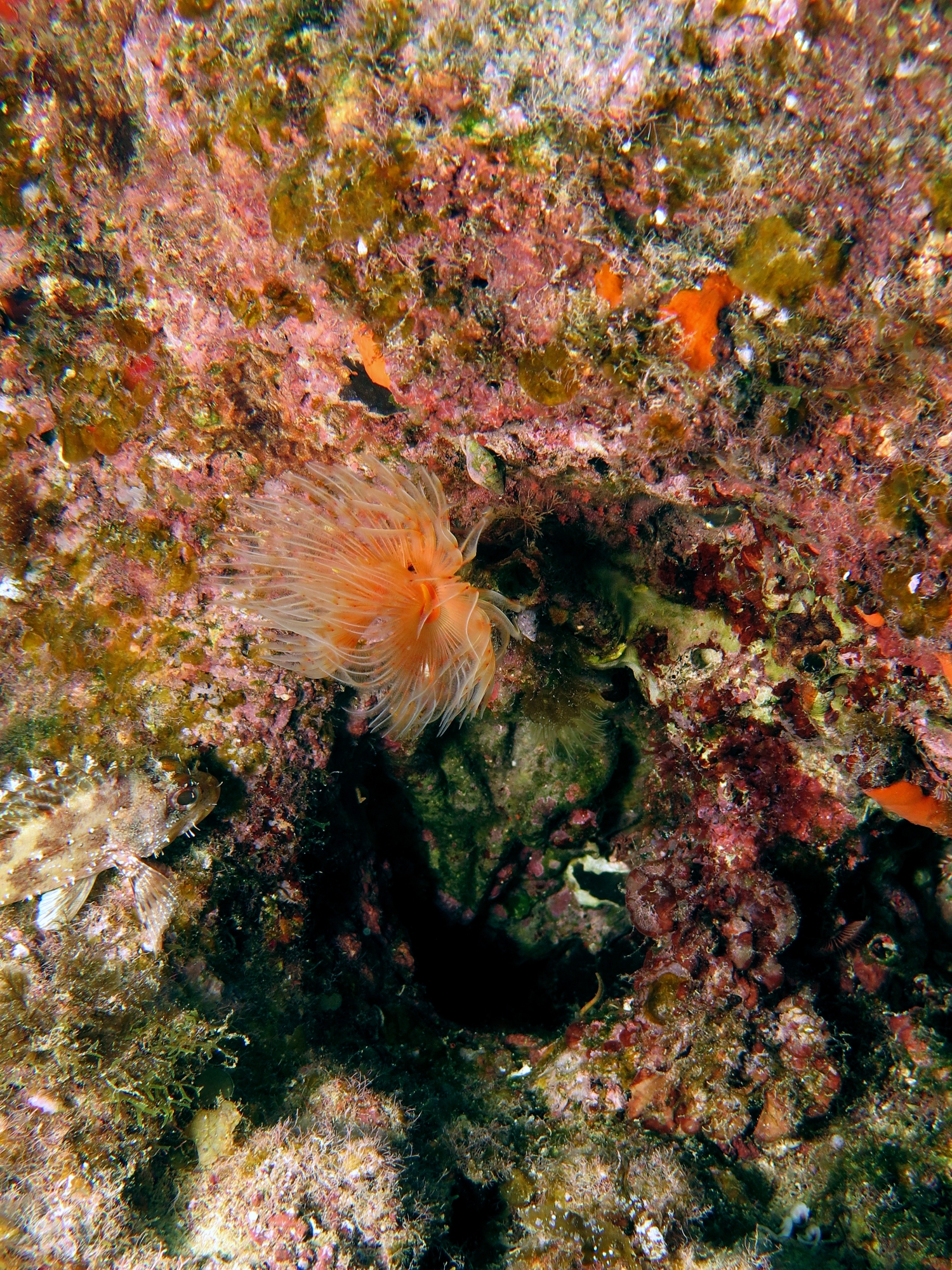 Protula tubularia