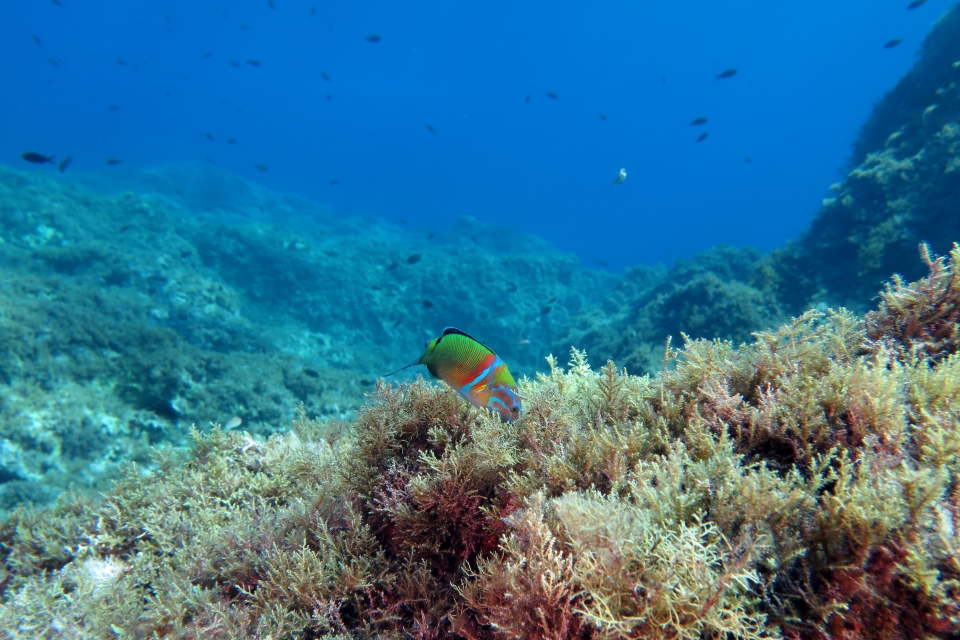 Thalassoma pavo