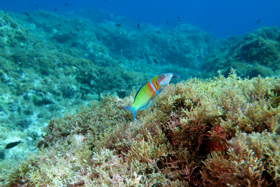 Thalassoma pavo