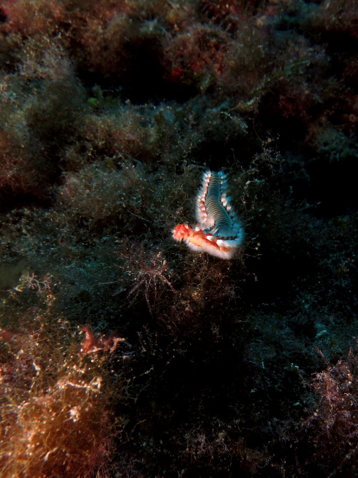 Hermodice carunculata