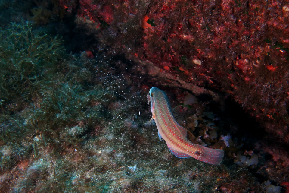 Symphodus tinca