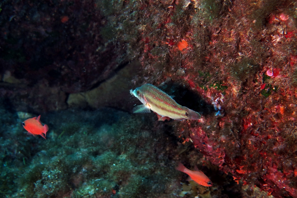 Symphodus tinca
