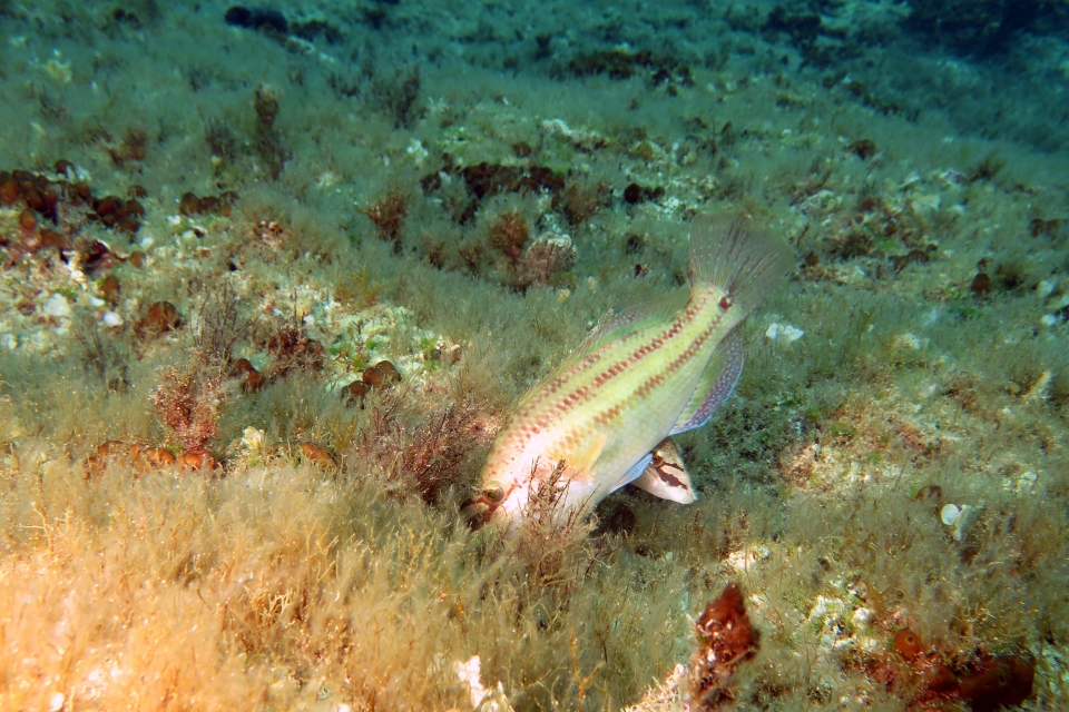 Symphodus tinca
