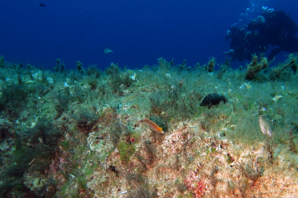 Symphodus mediterraneus