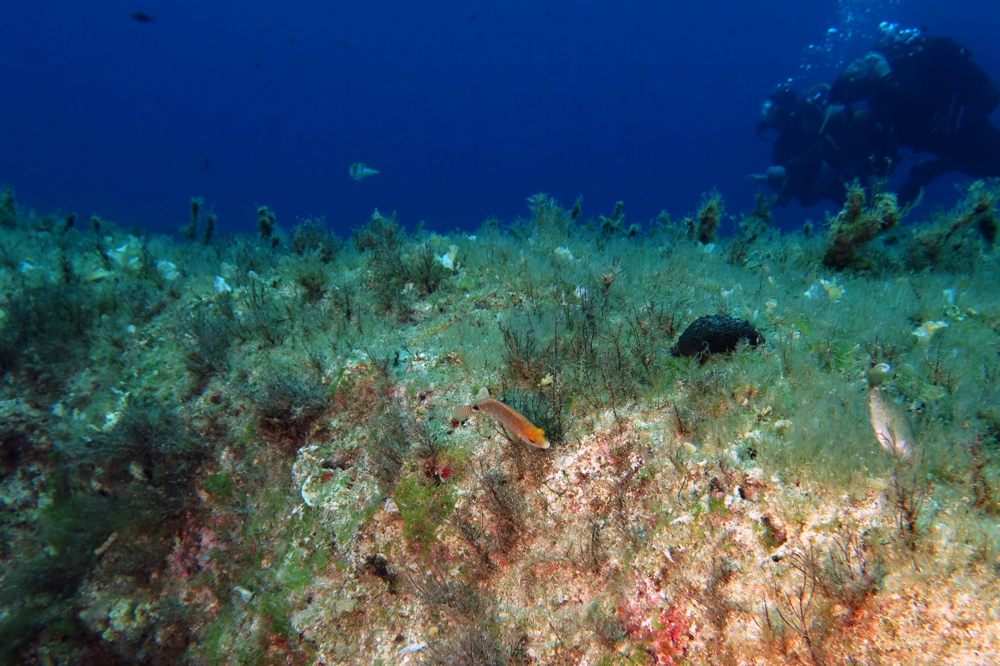 Symphodus mediterraneus