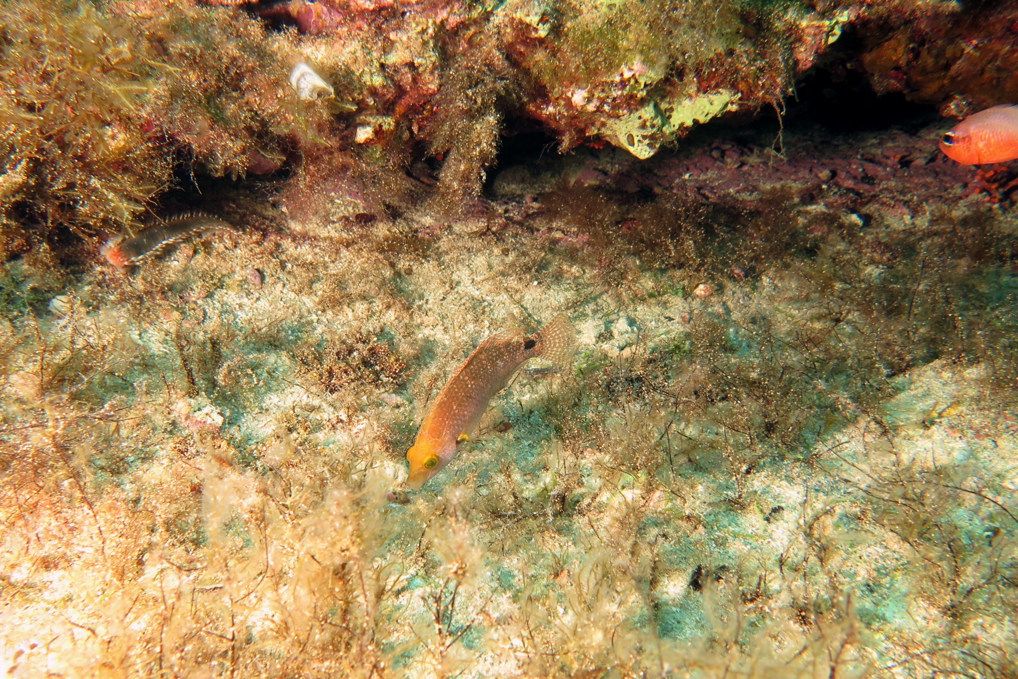 Symphodus mediterraneus