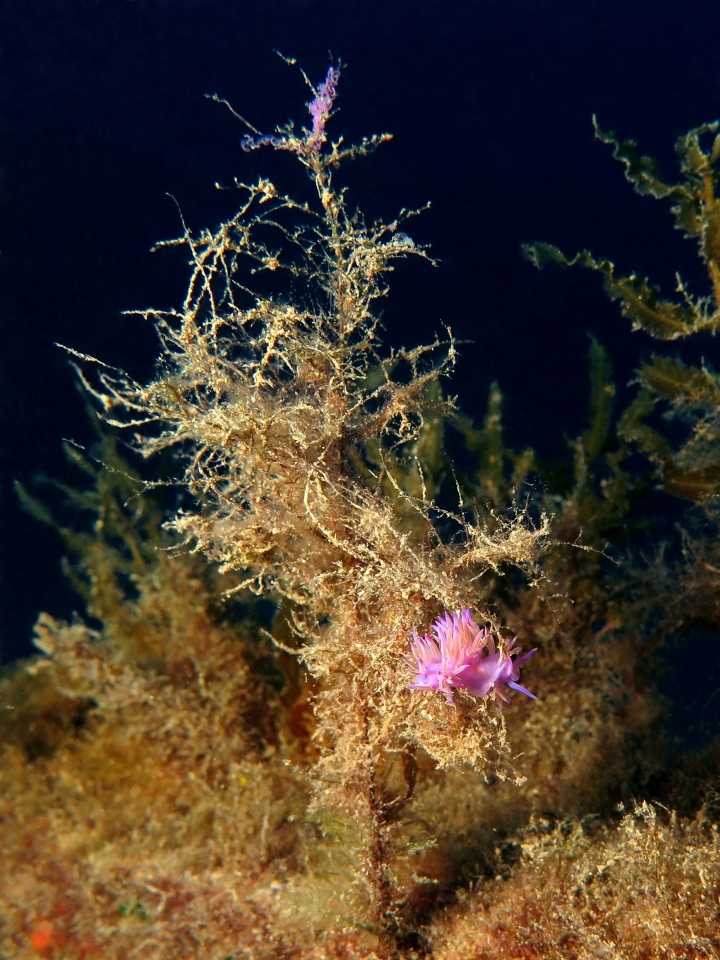 Flabellina affinis