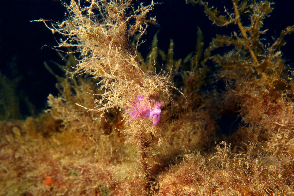 Flabellina affinis