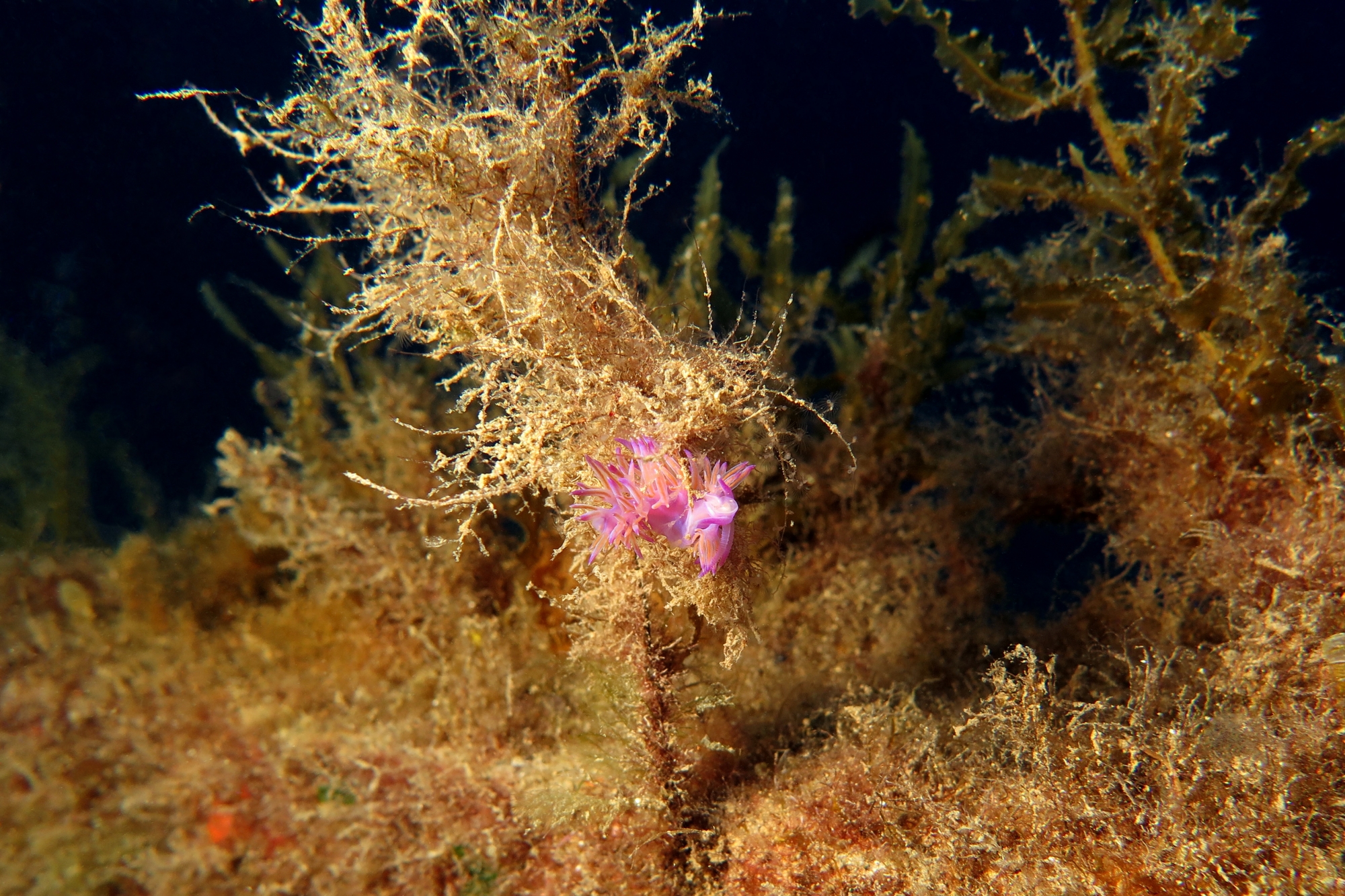 Flabellina affinis