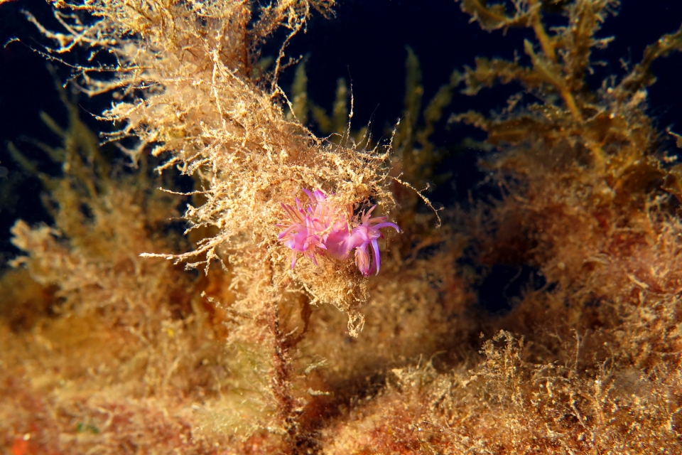 Flabellina affinis