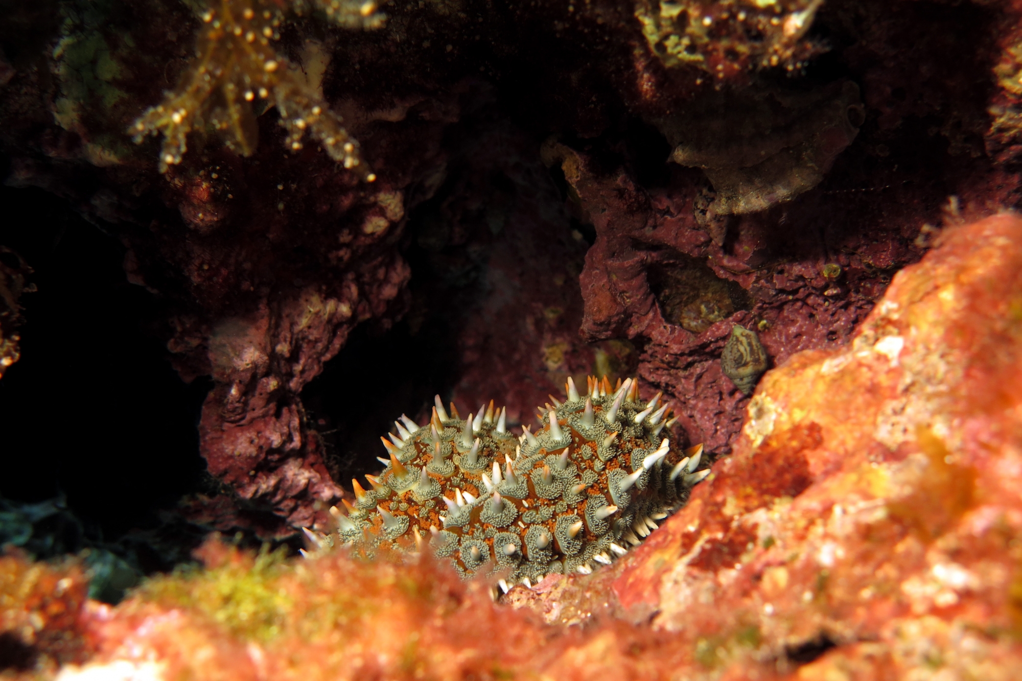 Coscinasterias tenuispina