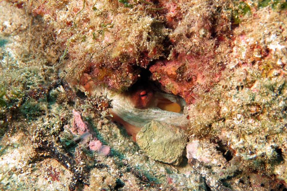 Octopus vulgaris